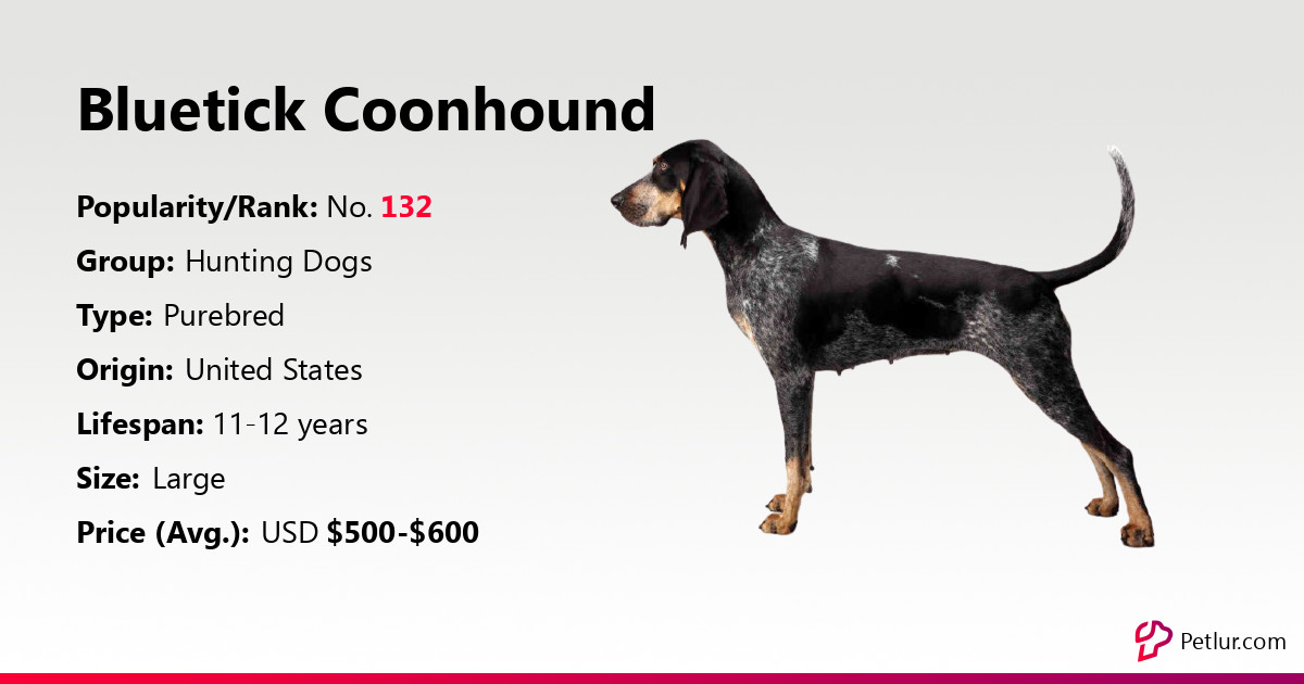 are bluetick coonhounds intelligent dogs