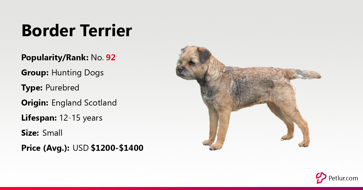what is the ideal weight for a border terrier