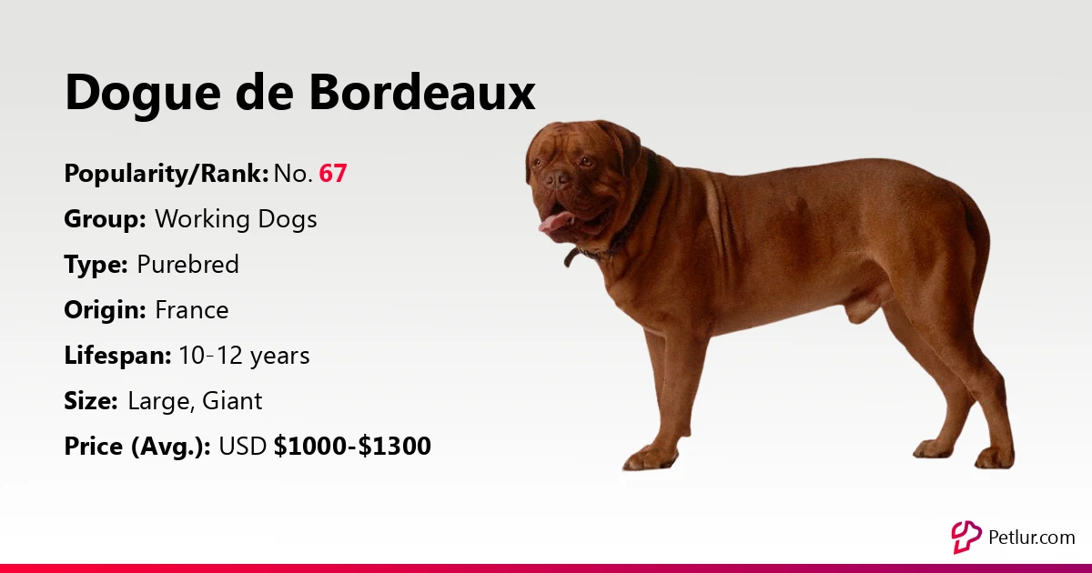 Dogue De Bordeaux Dog Breed Info Size Price Height Petlur