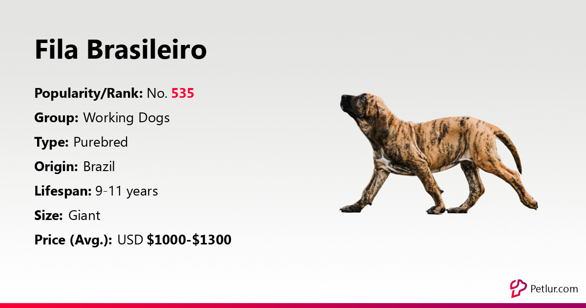 overskud taske Store Fila Brasileiro Dog Breed Info, Size, Price, Height | Petlur