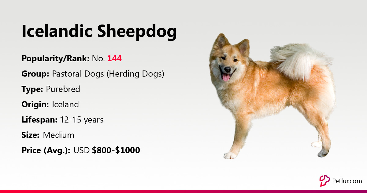 Icelandic Sheepdog Dog Breed Info, Size, Price, Height | Petlur