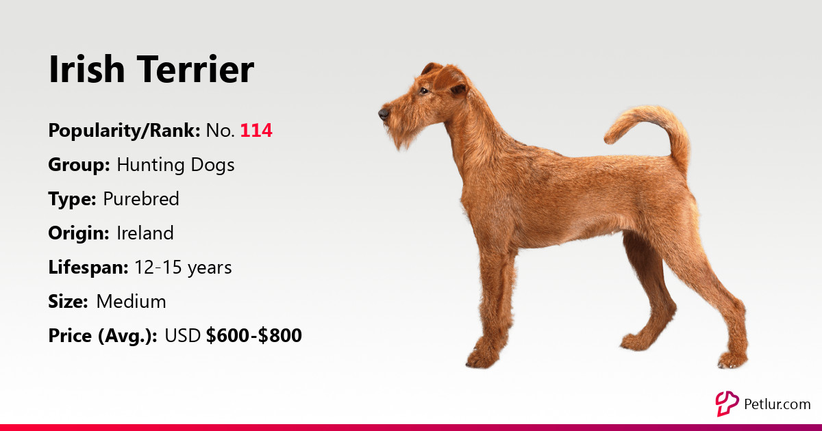 how tall do irish terriers get
