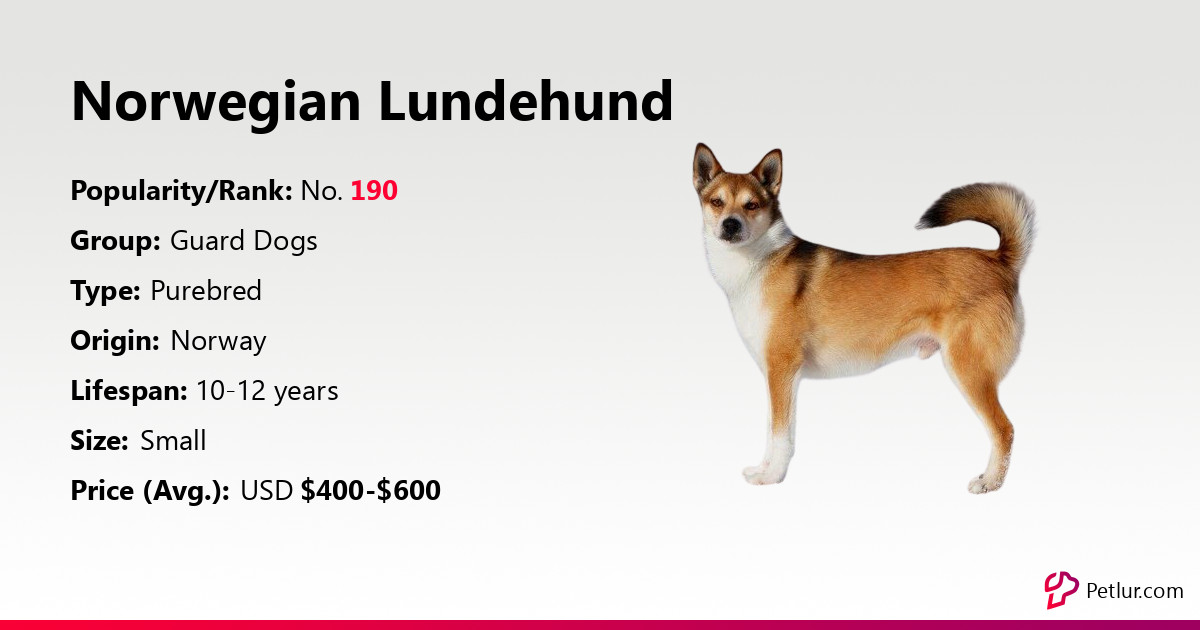 Norwegian Lundehund Dog Breed Info, Size, Price, Height | Petlur