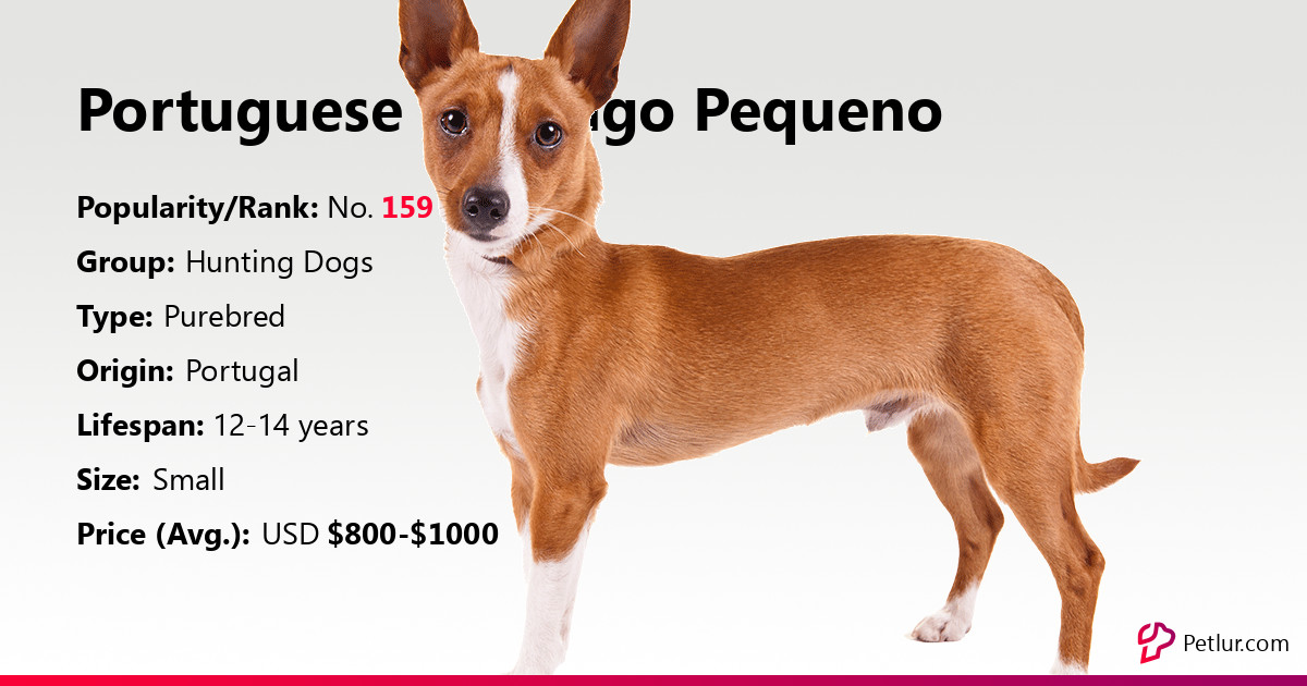 are portuguese podengo the most intelligent dogs