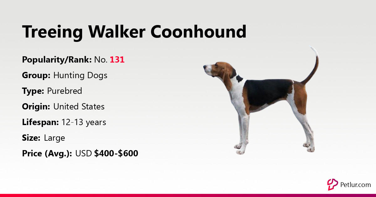 are treeing walker coonhound the most intelligent dogs