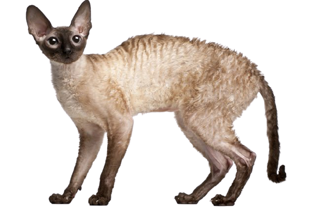 Cornish Rex