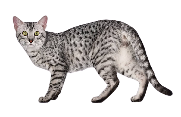 Egyptian Mau