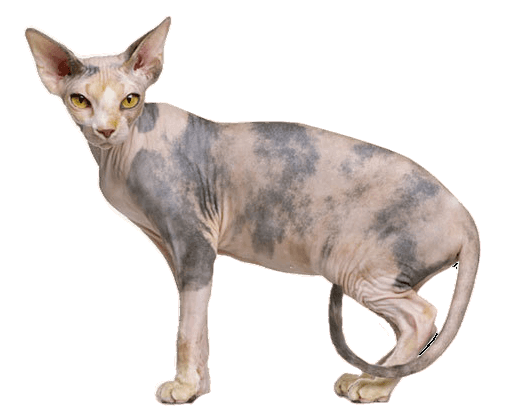 Sphynx