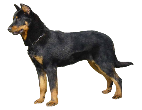 how much does a beauceron cost