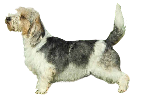 Petit Basset Griffon Vendeen Dog Breed Info, Size, Price, Height | Petlur