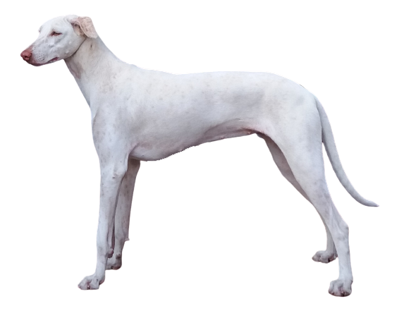 Rajapalayam dog