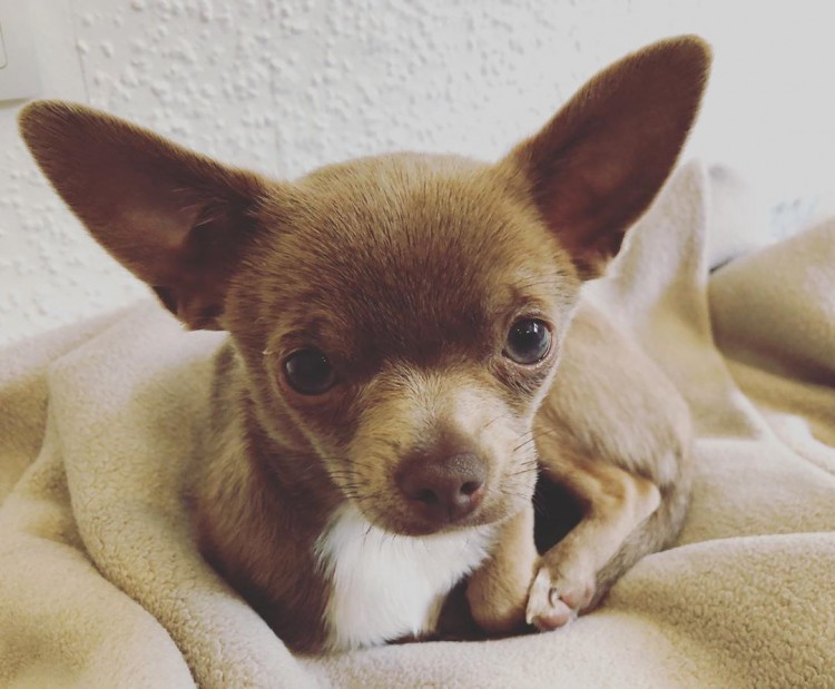 Teacup chihuahua puppies for sale