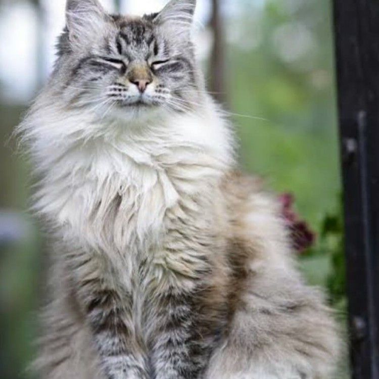 Siberian cat is an old domestic breed in Russia.