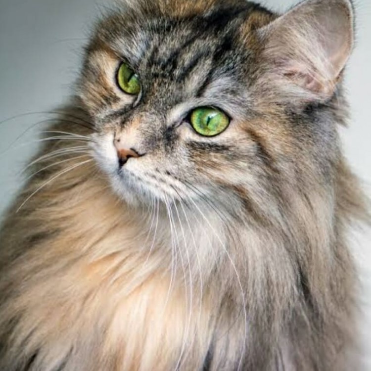 Siberian cat is an old domestic breed in Russia.