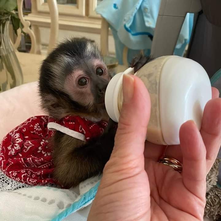 capuchin monkey for sale texas