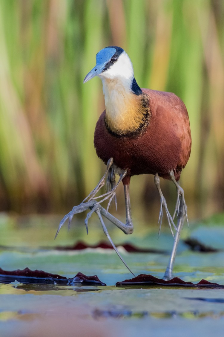 Daddy day-care! An African Jacana's primary responsibility is caretaking his baby chicks under his wings so they remain warm and safe.