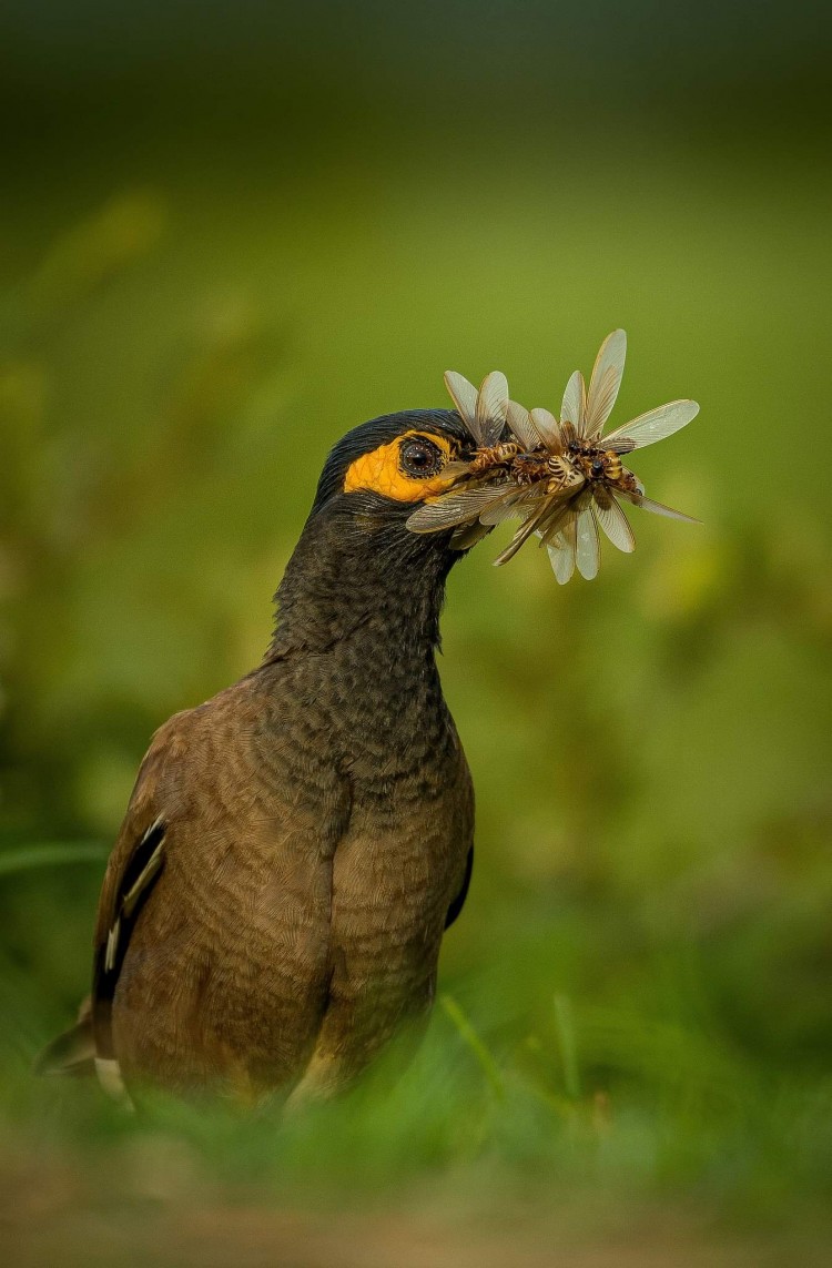 Multiple termites protrude from the beak of a common myna.