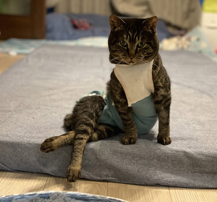 The Chic Supermodel Pose of One Japanese Rescue Cat Has Overtaken the Internet