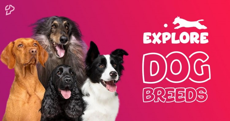 Explore 600+ Dog Breeds on Petlur.com.