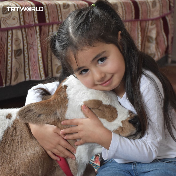 A family in Sivas, Turkiye, provided special care for a calf born prematurely and facing the risk of death.