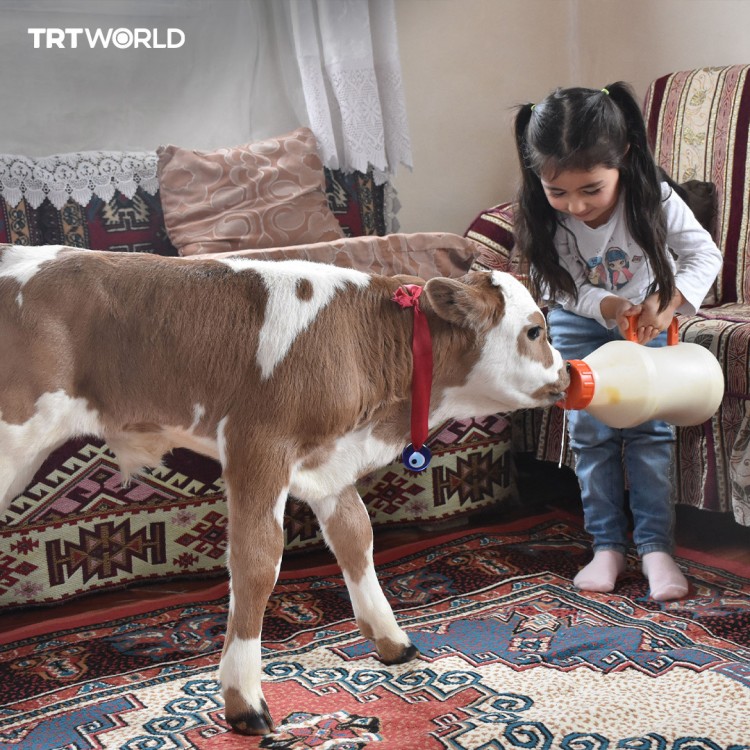 A family in Sivas, Turkiye, provided special care for a calf born prematurely and facing the risk of death.