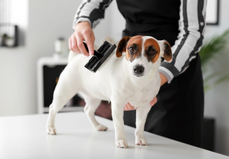 You can brush your dog regularly to prevent dead hair, distribute natural oils for a clean, healthy coat, stimulate the surface of the skin, remove dead and dry skin, and become acquainted with your dog's body.