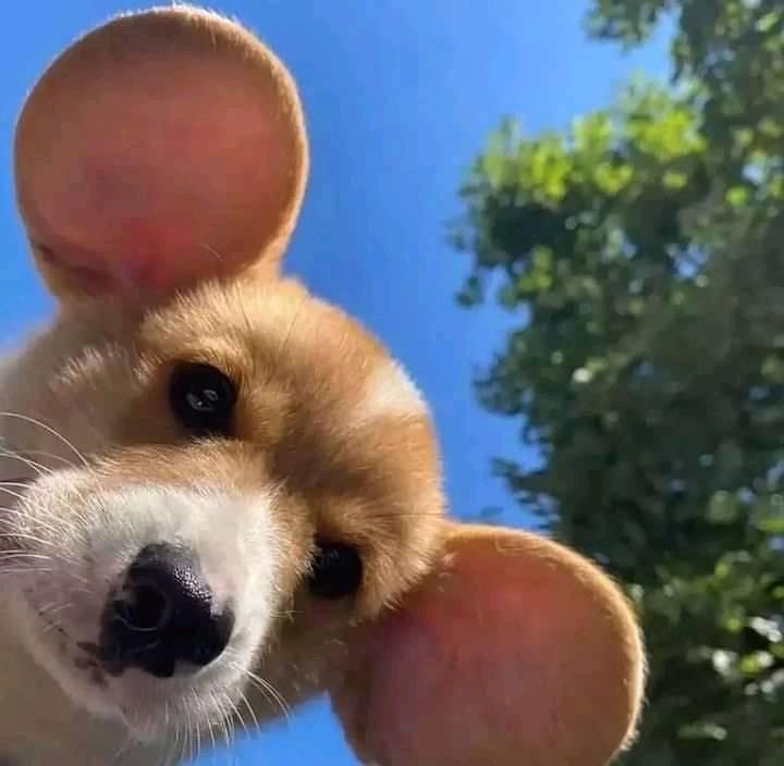 Adorable Doggo With Adorable Ears! :heart: :dog2: