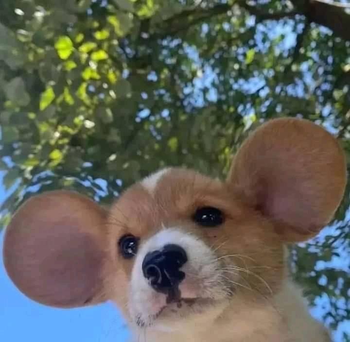 Adorable Doggo With Adorable Ears! :heart: :dog2: