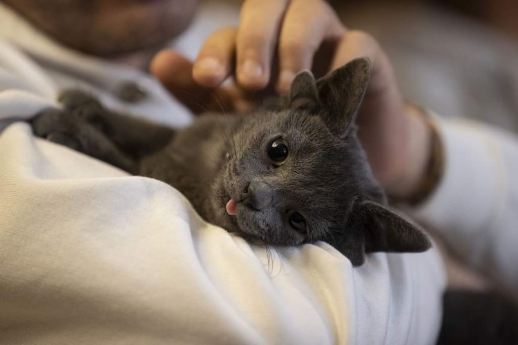 Midas the Turkish kitten viral sensation on the internet