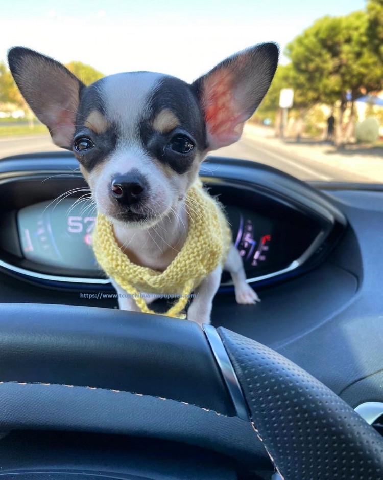 Searching for a Teacup Chihuahua?