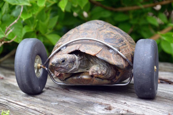 This 90-year-old tortoise suffers from a broken leg.