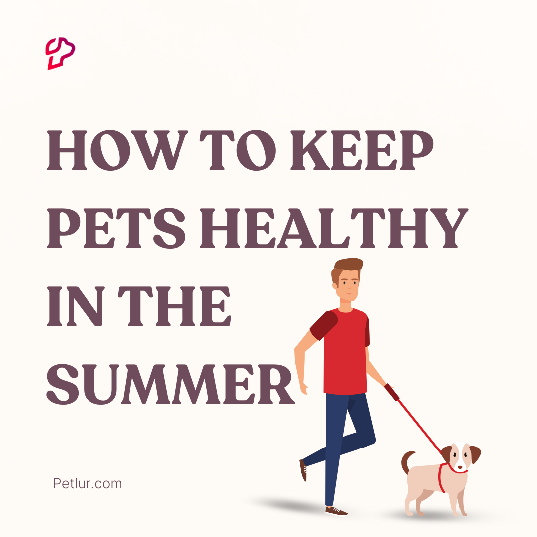 How to keep Pets Healthy in the Summer