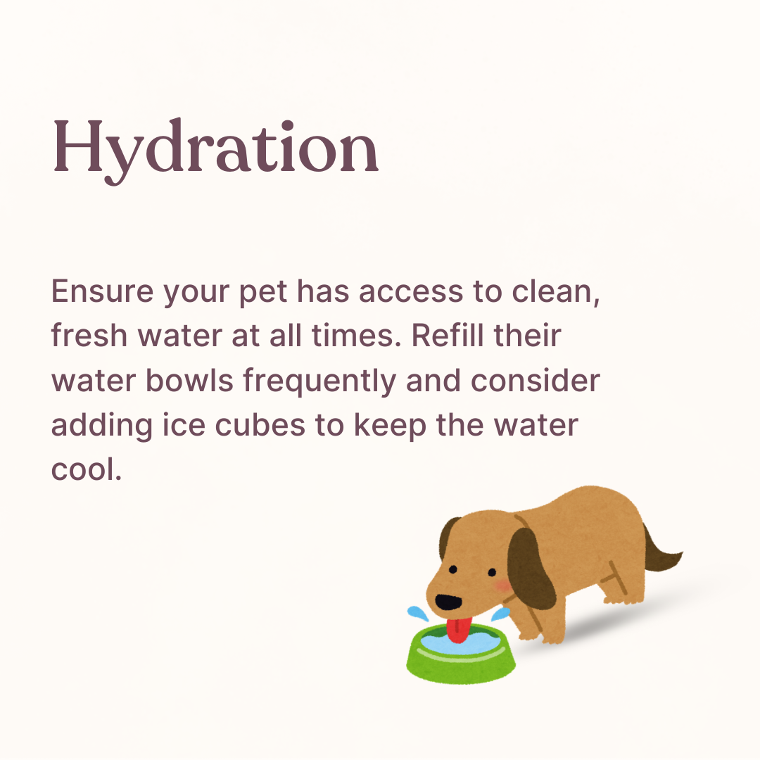 How to keep Pets Healthy in the Summer