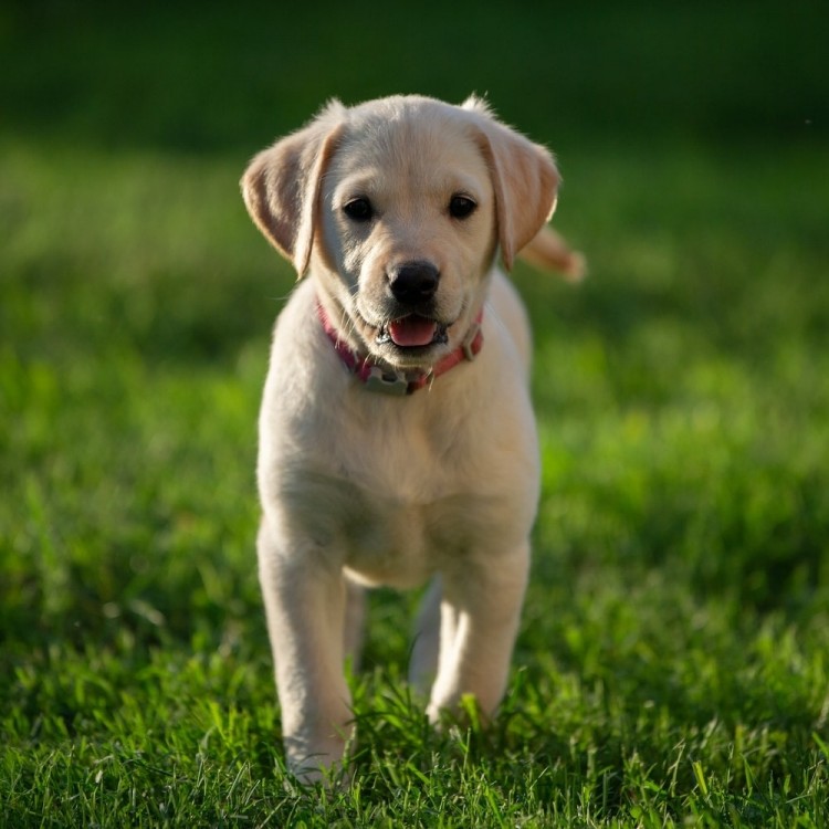 Labrador