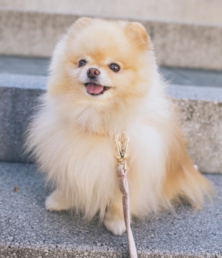 Pomeranian