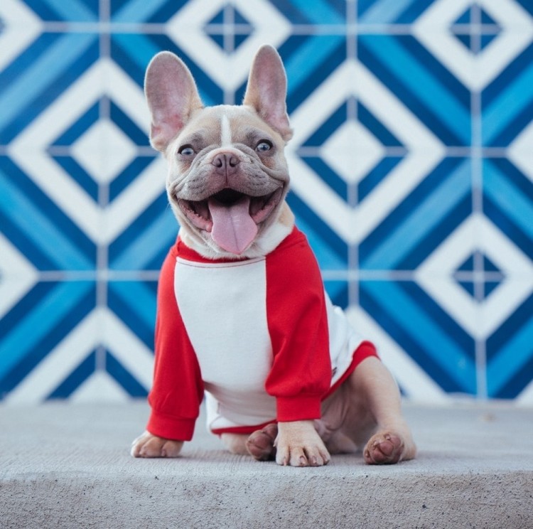 French Bulldog