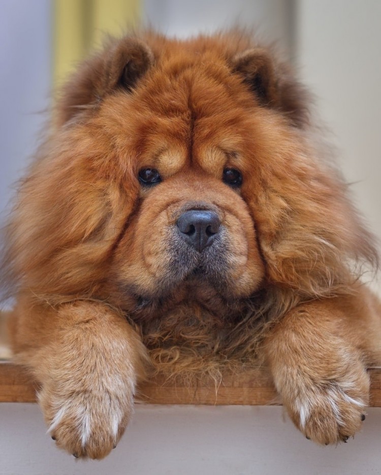 Chow Chow