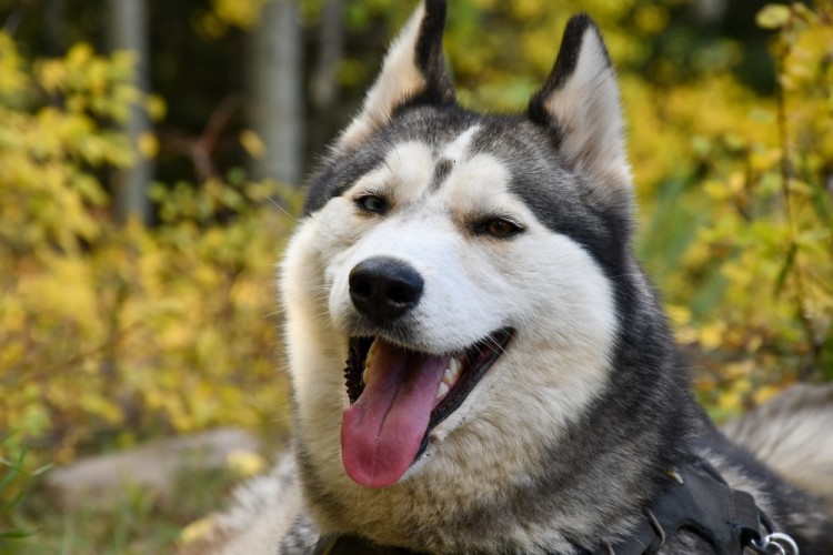 Siberian Husky