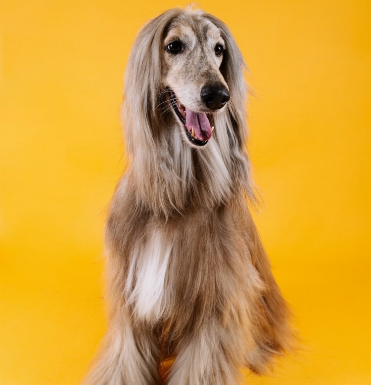 Afghan Hound