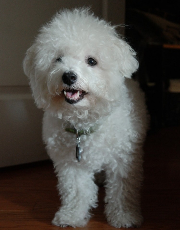 Bichon Frise