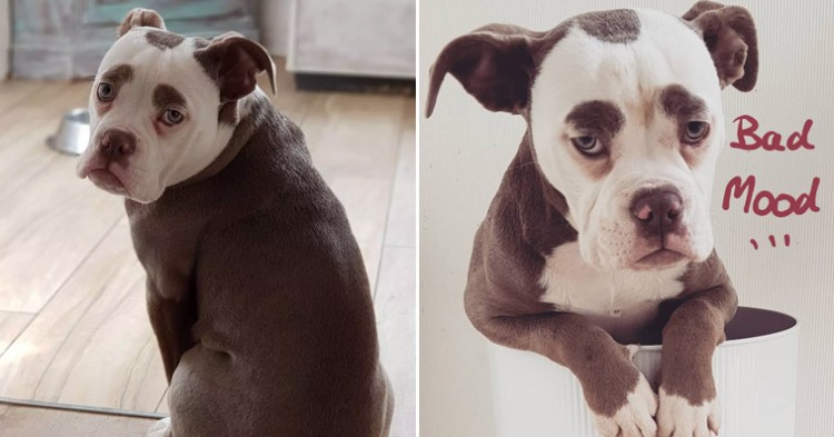 An English Bulldog with giant eyebrows looks like a very sad clown all the time