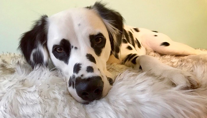 Fall in Love With This Dalmatian With Hearts for Eyes - <a href=