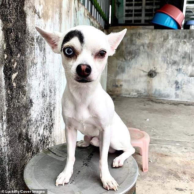 Chihuahua has a 'good' and 'evil' face due to unusual markings and  different-coloured eyes | Daily Mail Online