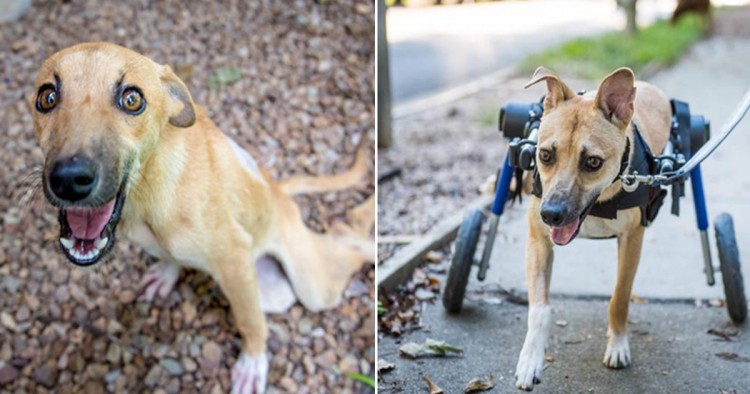 A paralyzed puppy tries to find help in Botswana, and luck smiles on her