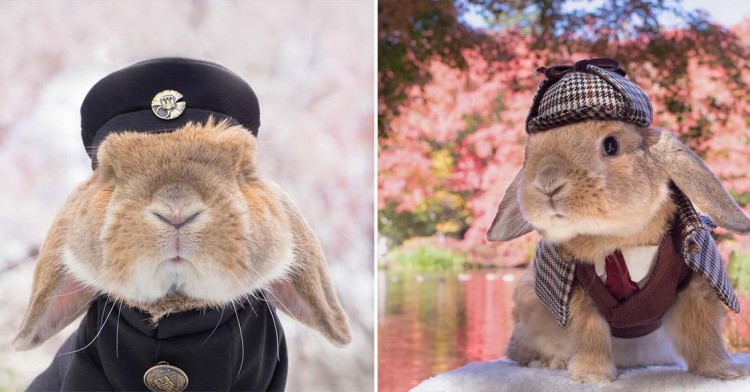 An immaculately-dressed bunny models the tiniest dapper outfit his human has made