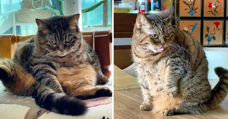 Manggo, a chunky cat with hilarious facial expressions, has gone viral