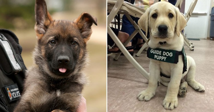 Pictures Of Wholesome Service Puppies On Their First Days At Work