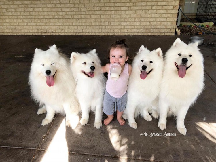 Australia Mom Raises Toddler Daughters with 4 Samoyed Dogs | PEOPLE.com