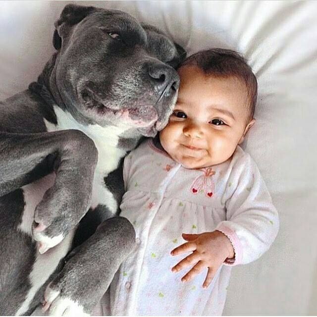 pitbull image ÃƒÂ°Ã…Â¸Ã‹Å“Ã‚Â Love it! So cute and adorable ÃƒÂ°Ã…Â¸Ã¢â‚¬â„¢Ã…Â¾ #pitbull #pitbull  #pitbulls #pitbulls # | Cute baby animals, Cute puppies, Puppies funny