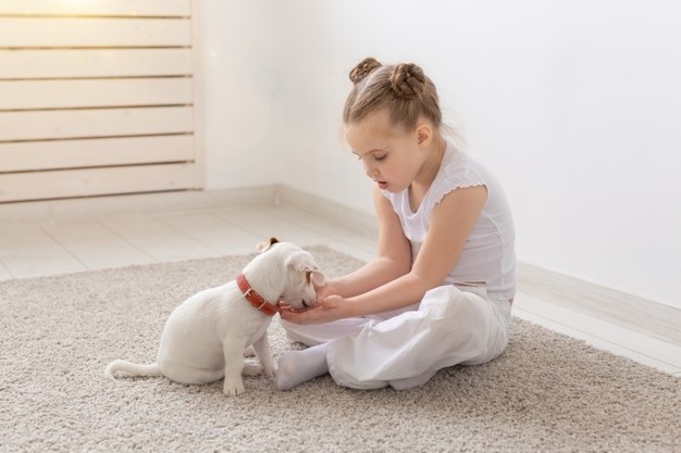 Premium Photo | Little child girl sitting on the floor with cute puppy jack  russell terrier